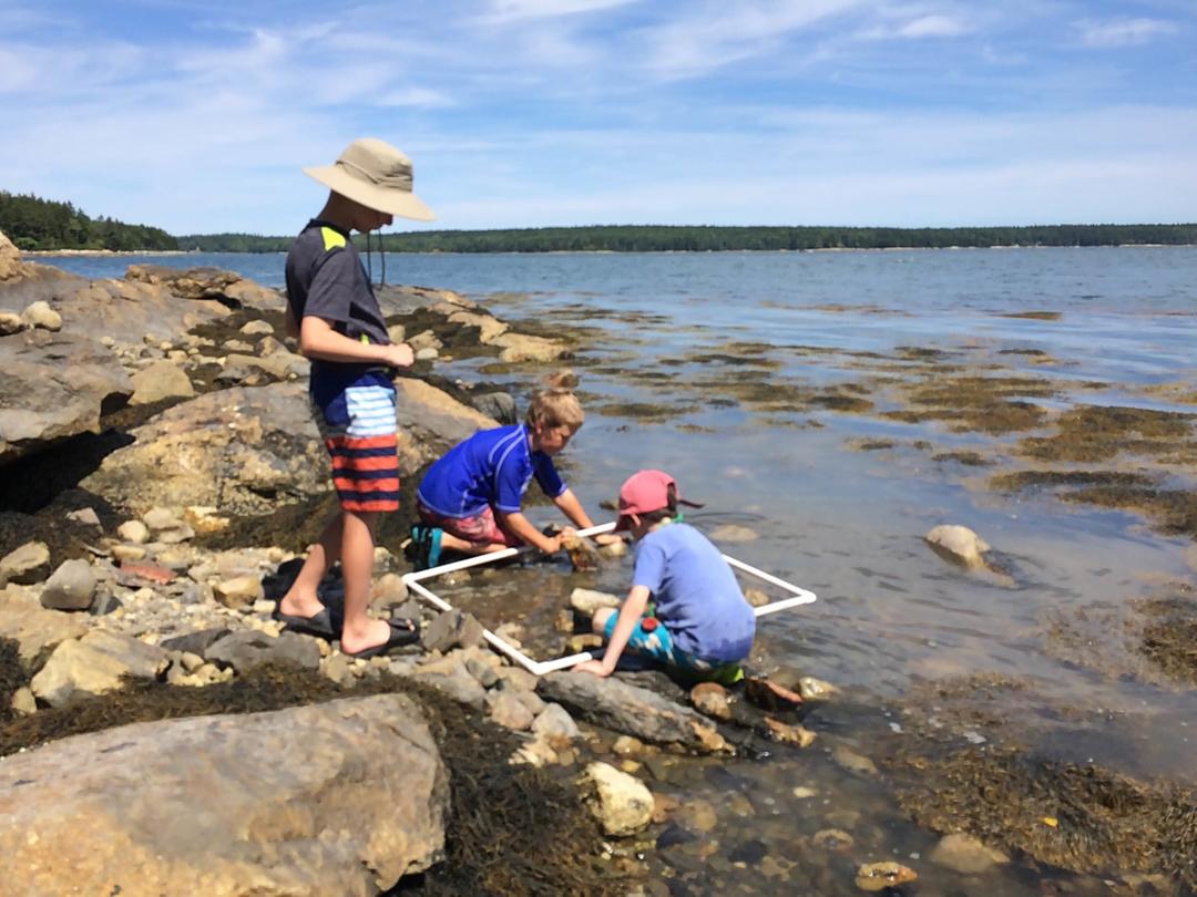 Family Camp Hog Island Audubon Camp