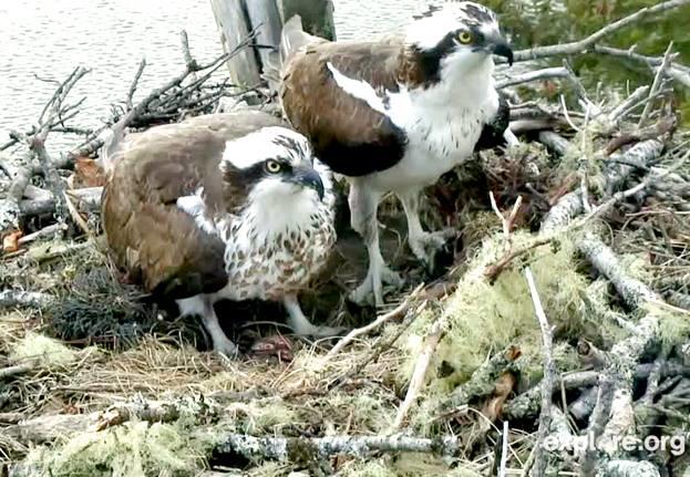 osprey webcams uk