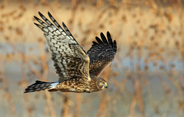 Birds of Prey: Hawk Watching Tips and Stories