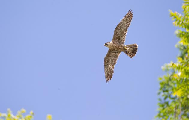 Raptor Migration & Monhegan Island