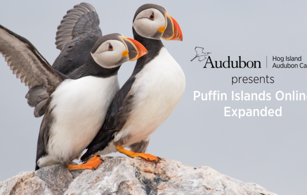 Puffin Islands Online Expanded