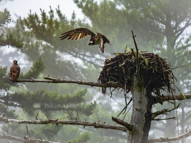 Photography of Maine Birds and Landscapes