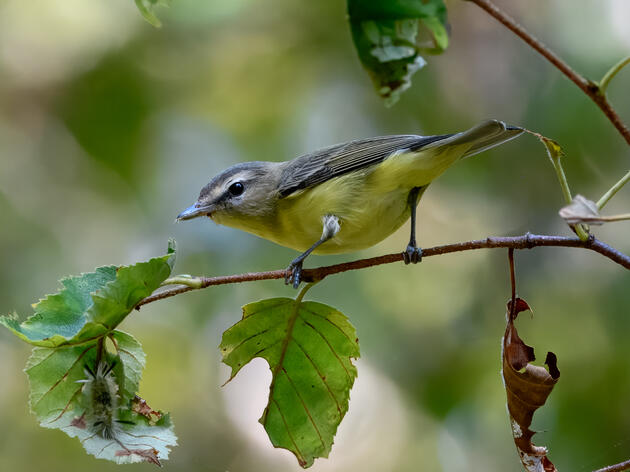 Fall Migration & Monhegan Island