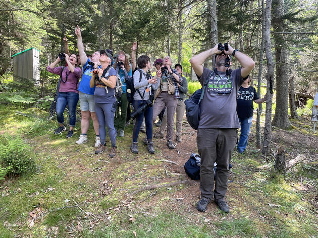 Joy of Birding