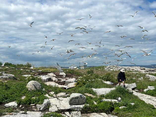 Coastal Maine Bird Studies for Teens