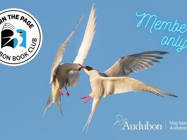 Tern The Page 2025