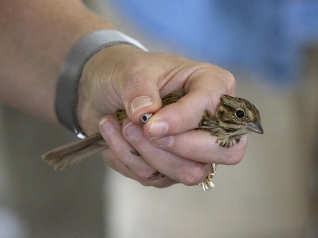 Monarchs & Migration