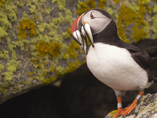 Why Some Puffin Colonies Thrived and One Barely Survived This Summer 