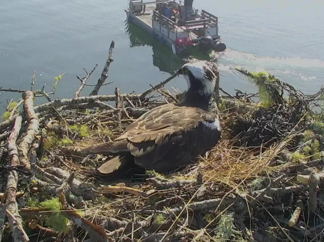 For the First Time, Osprey Chicks Have Successfully Fledged from Hog Island’s Boathouse Nest