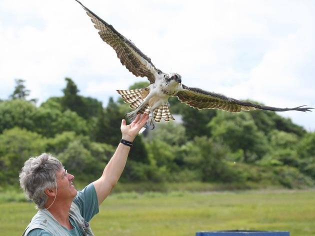 There and Back Again: Satellite Studies of Osprey Biology