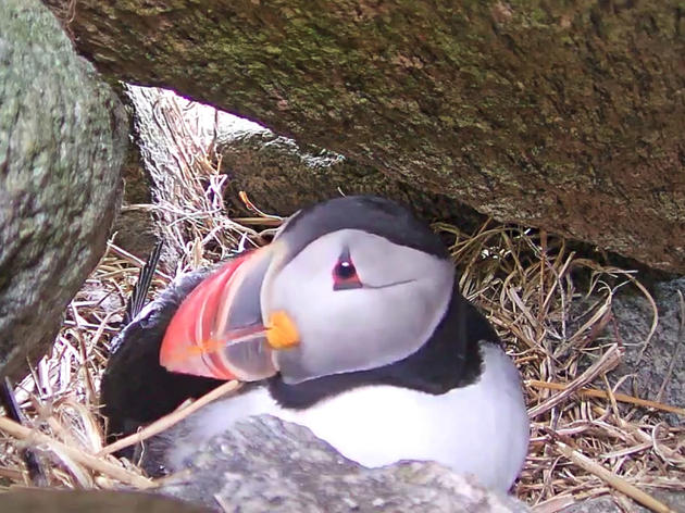 Spying on Puffins