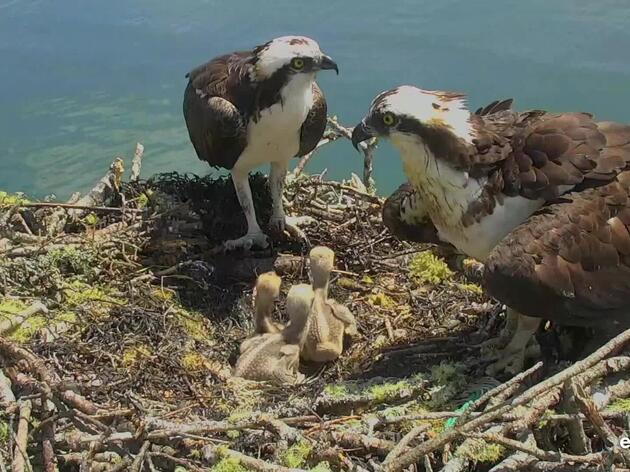 Osprey Cam