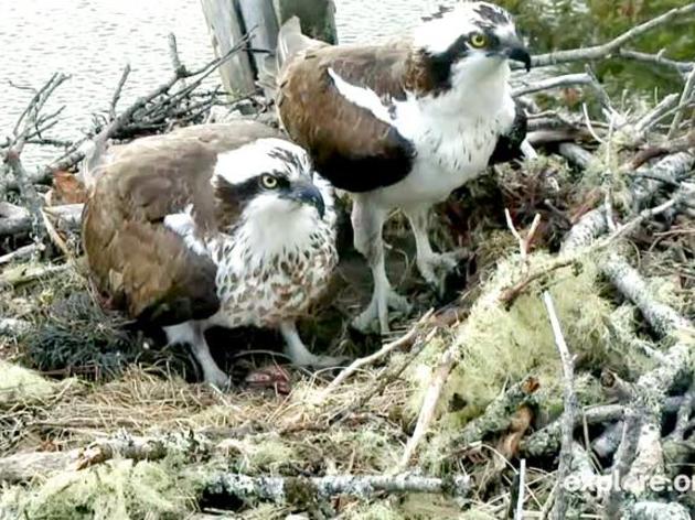 Hog Island Osprey Webcam