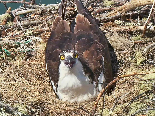 Hog Island, Maine: Osprey Nest Webcam