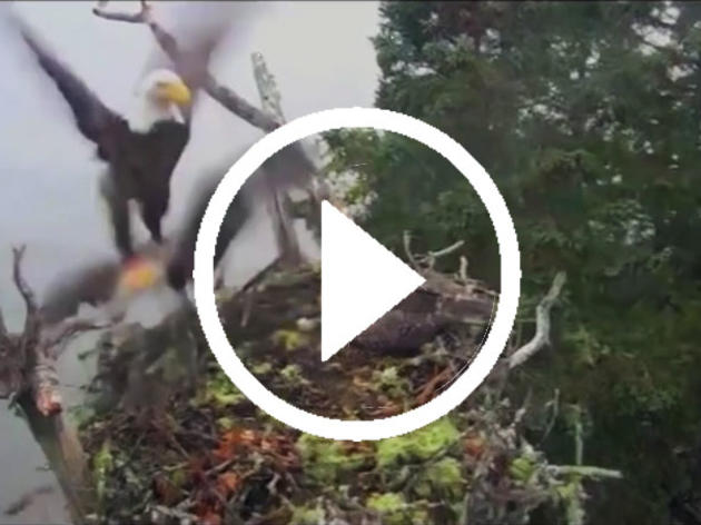 This Rare Video of a Bald Eagle Attacking an Osprey Nest Is an Incredible Display of Speed and Strength 