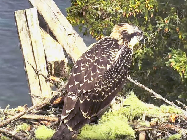Why There Are No Ospreys at the Hog Island Nest Cam