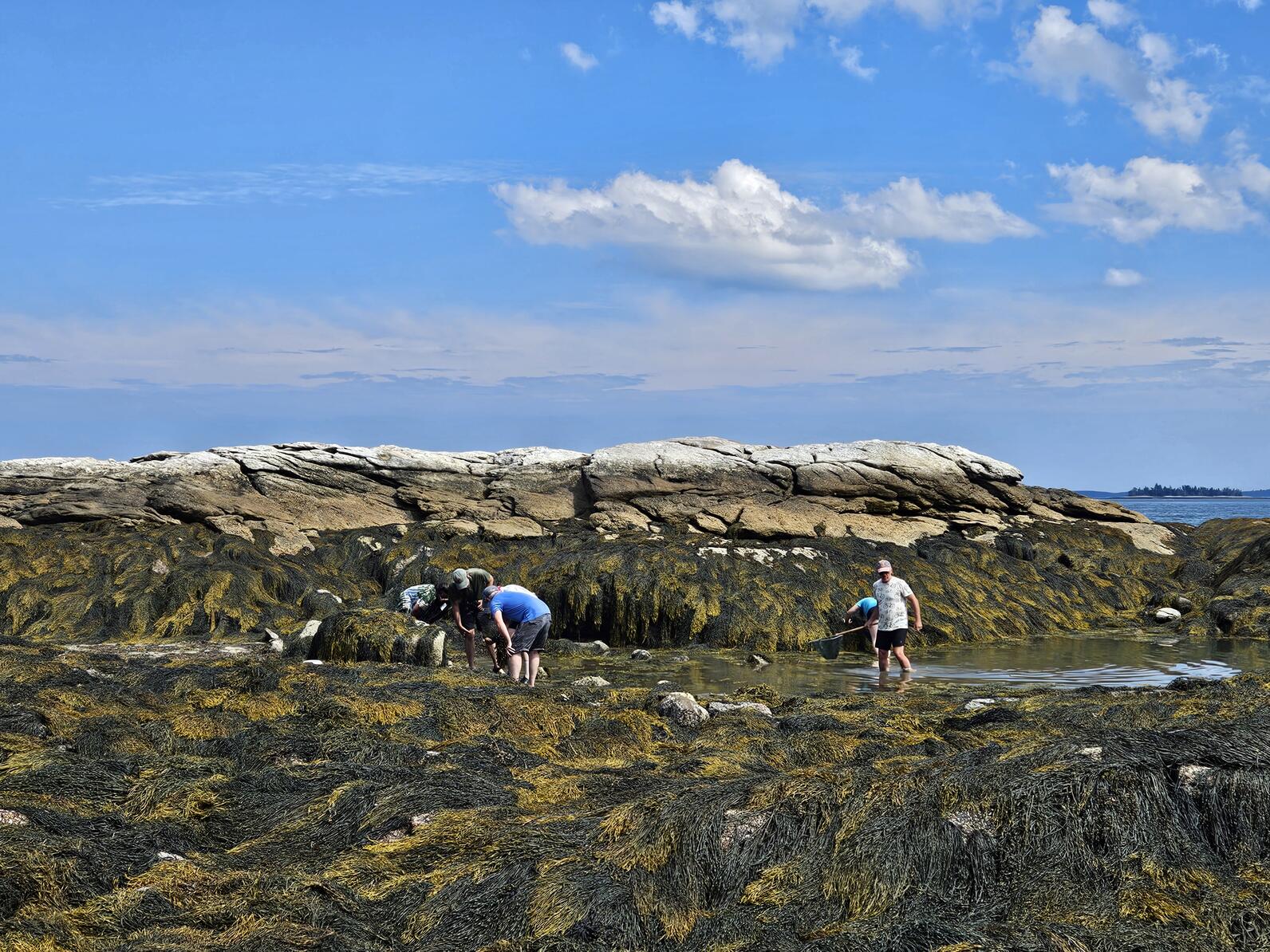 Campers exploring the intertidal zone