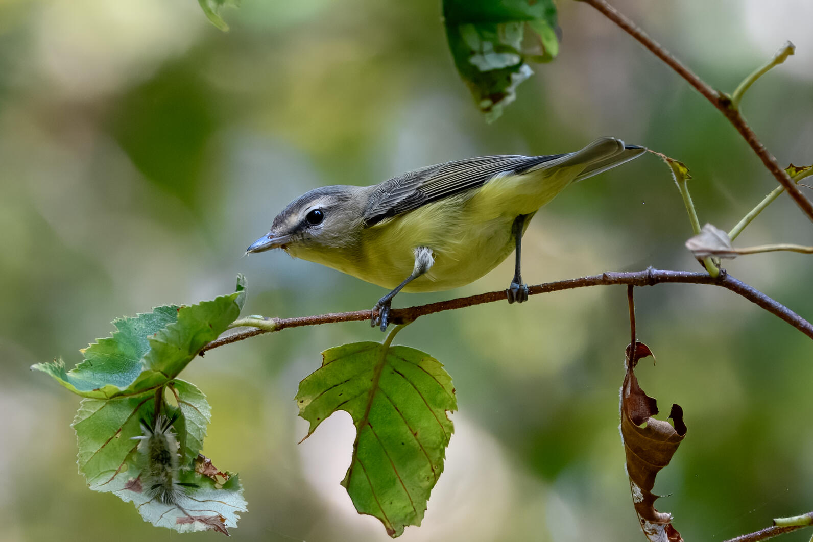 Philadelphia Vireo on Monhegan Island