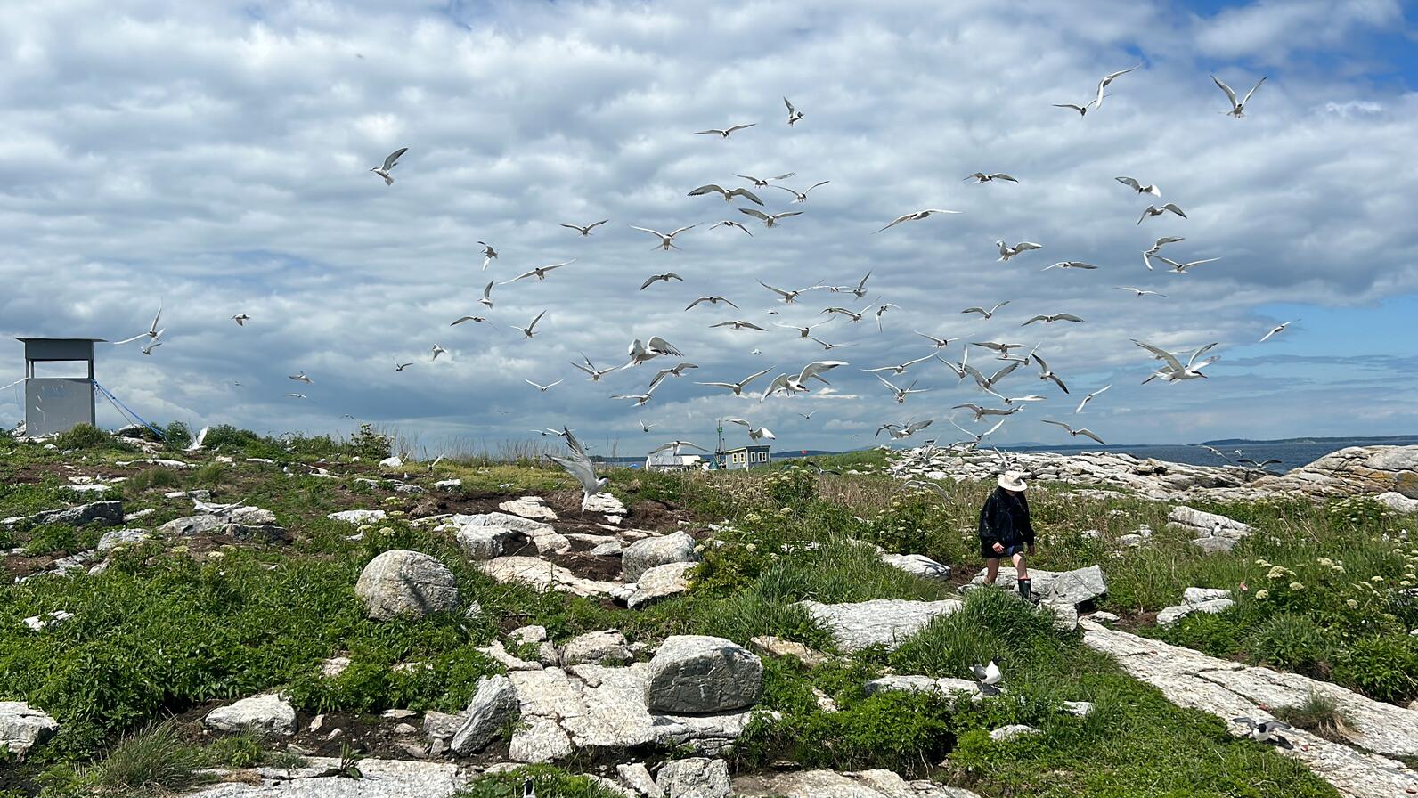 Terns flying above Eastern Egg Rock