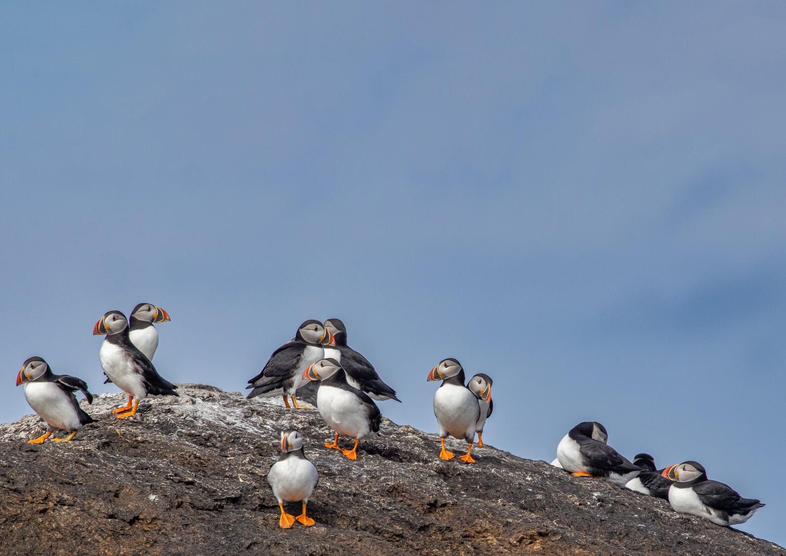 Atlantic Puffins