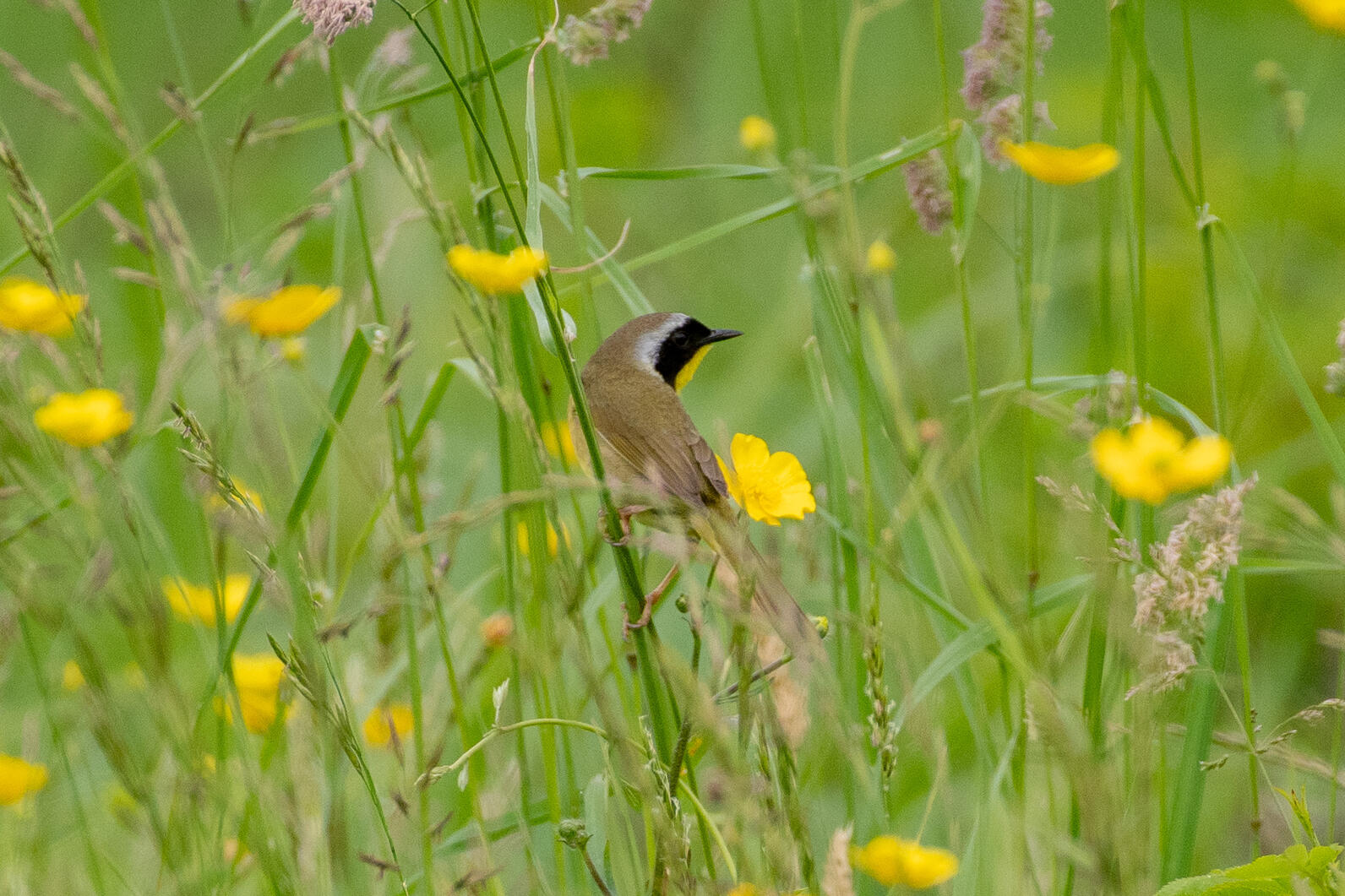 Common yellowthroat