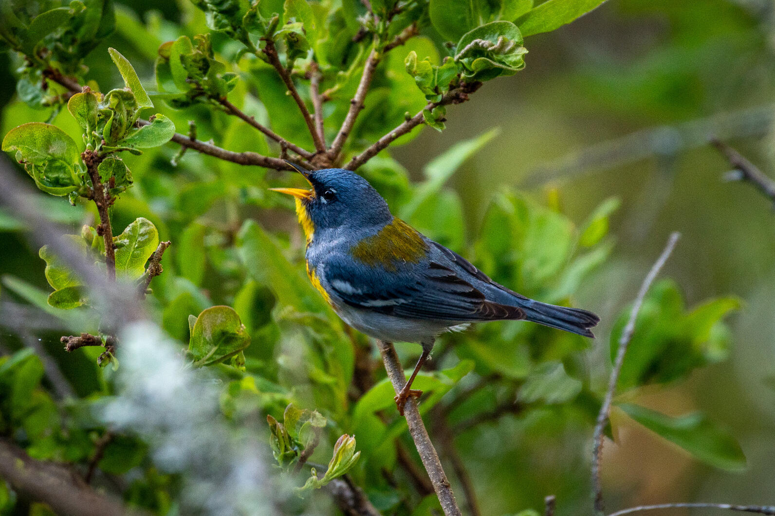 Northern Parula