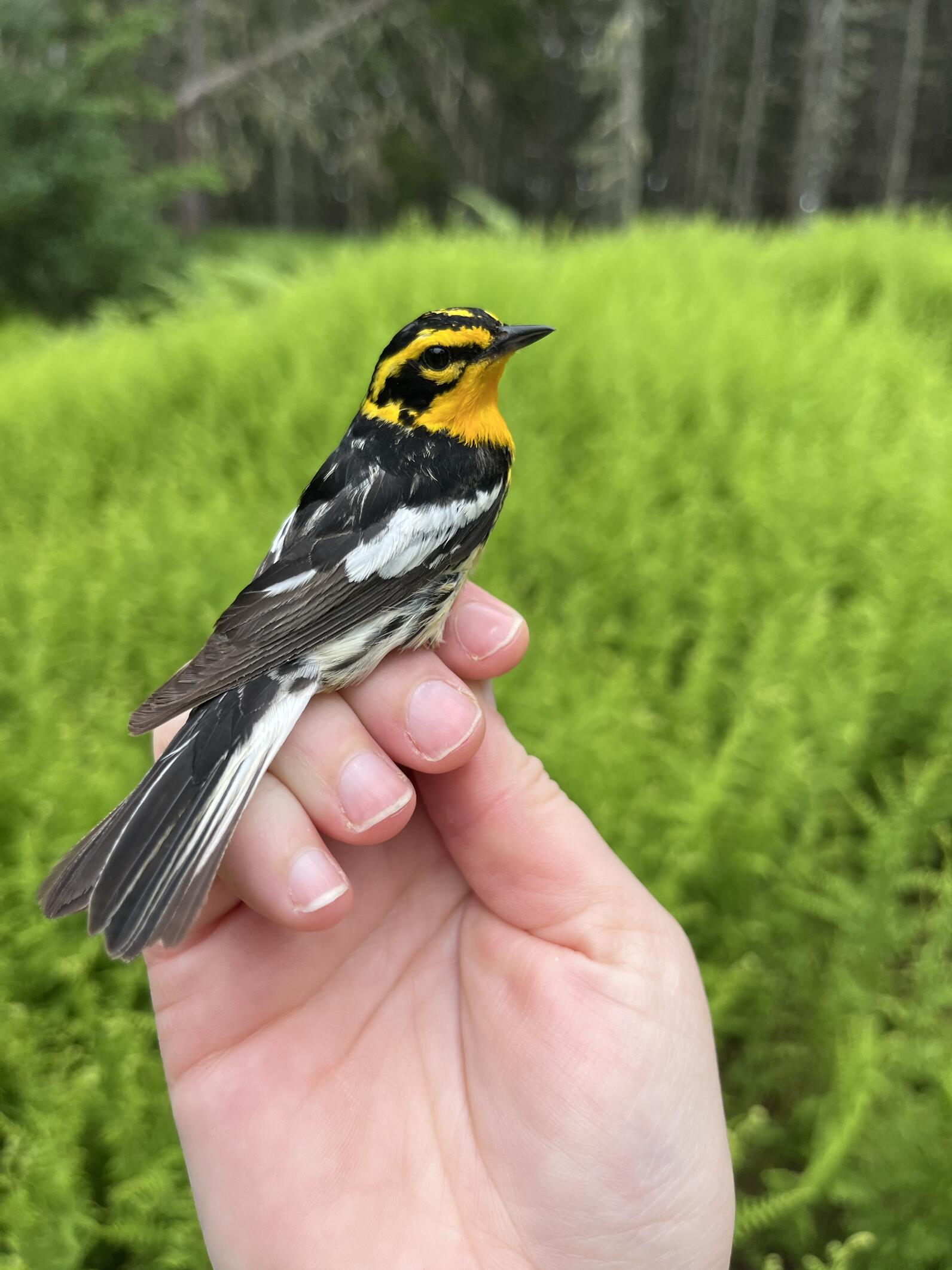 Blackburnian warbler in hand for banding