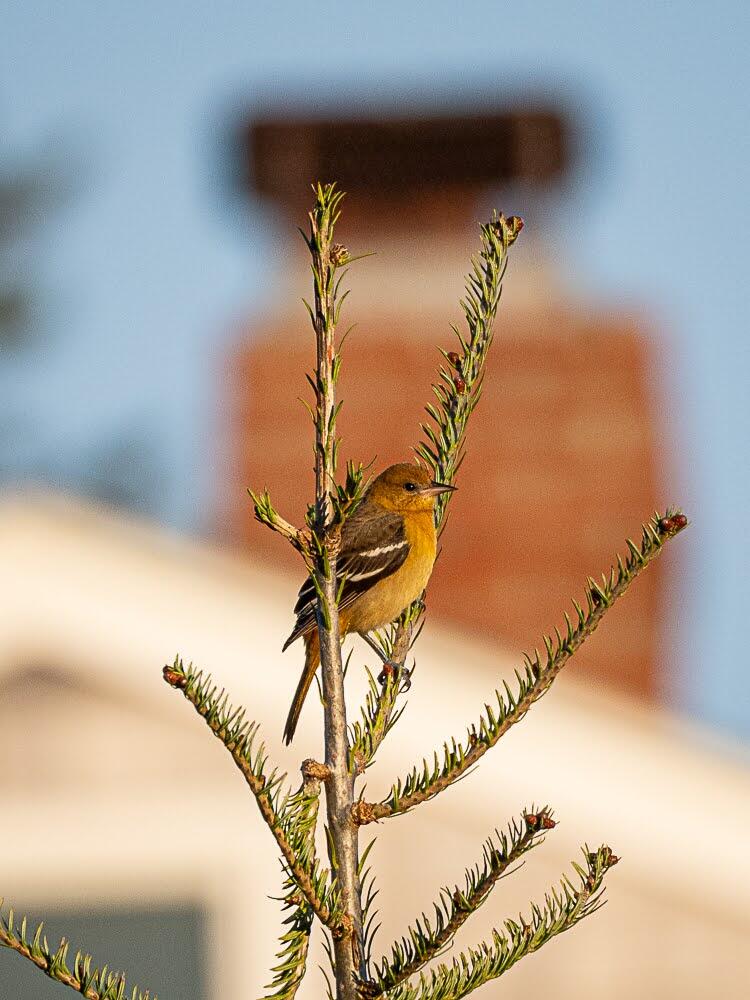 Baltimore Oriole on Monhegan Island