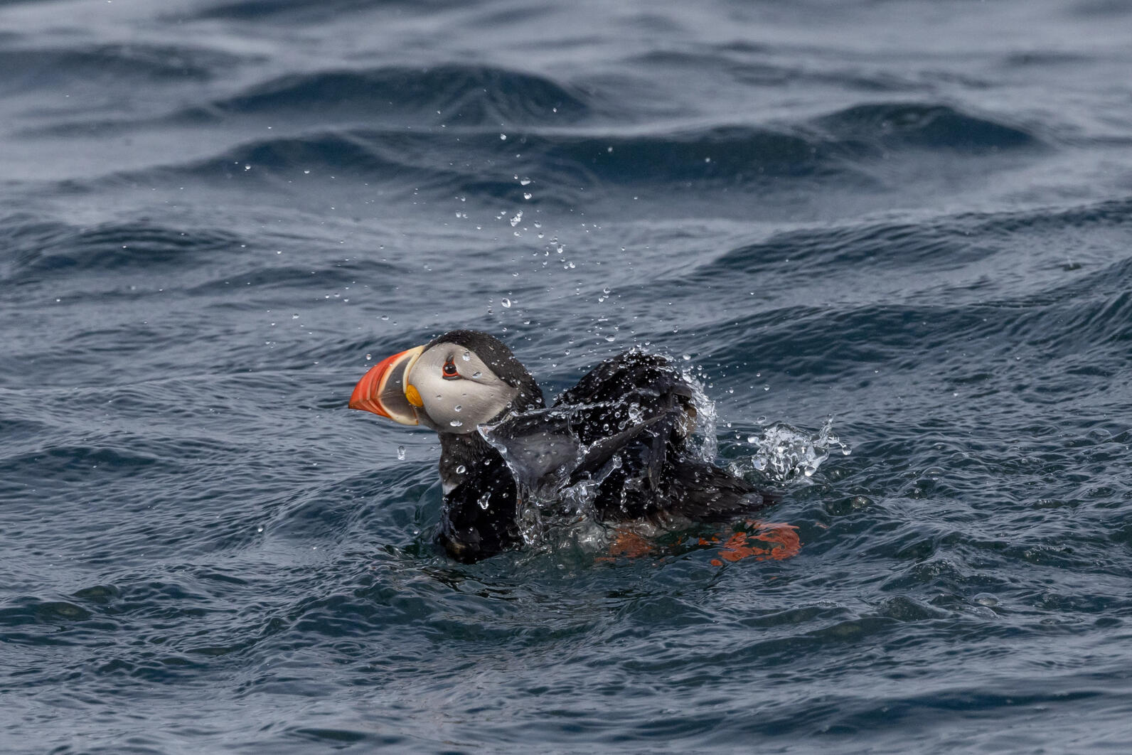 Atlantic Puffin