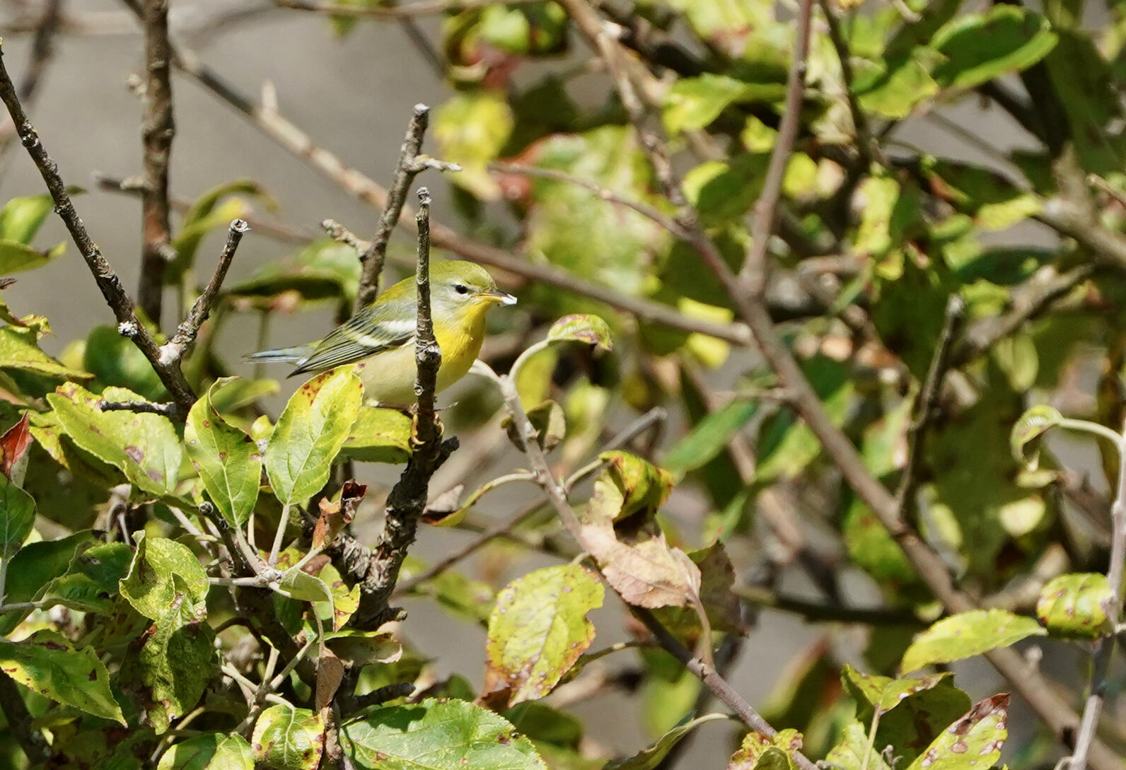 Fall Northern Parula