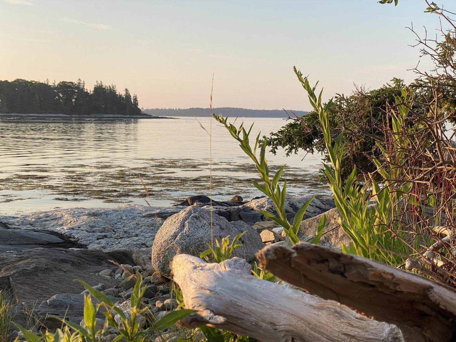 Shoreline on Hog Island