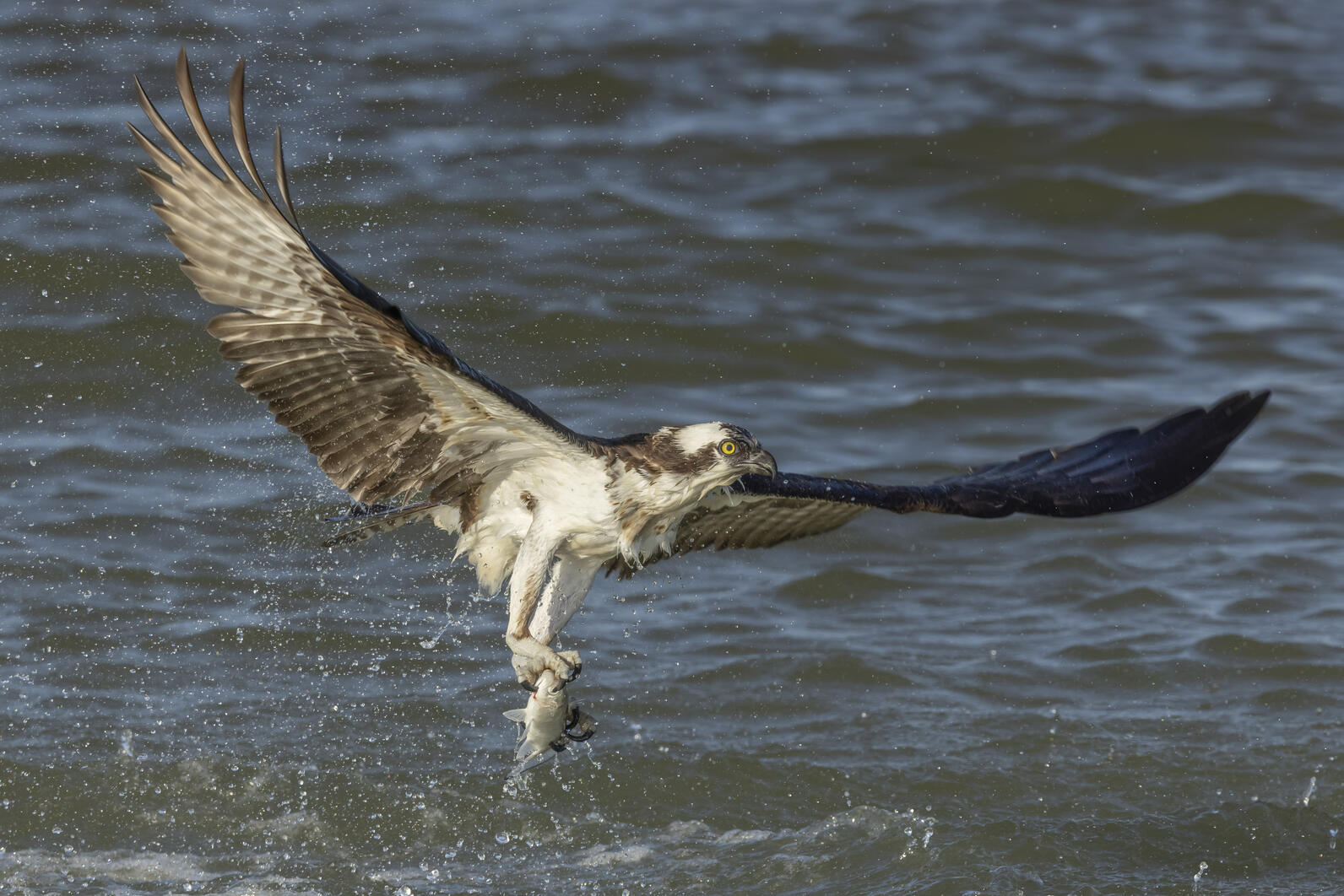 Osprey