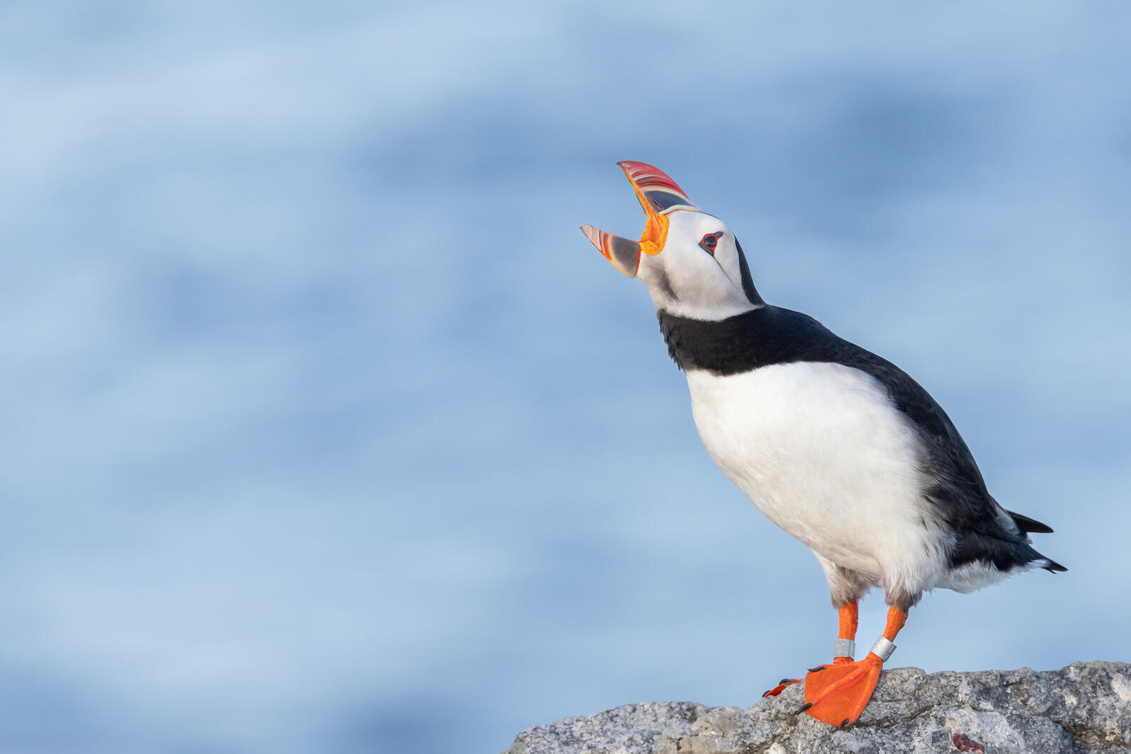 Atlantic Puffin