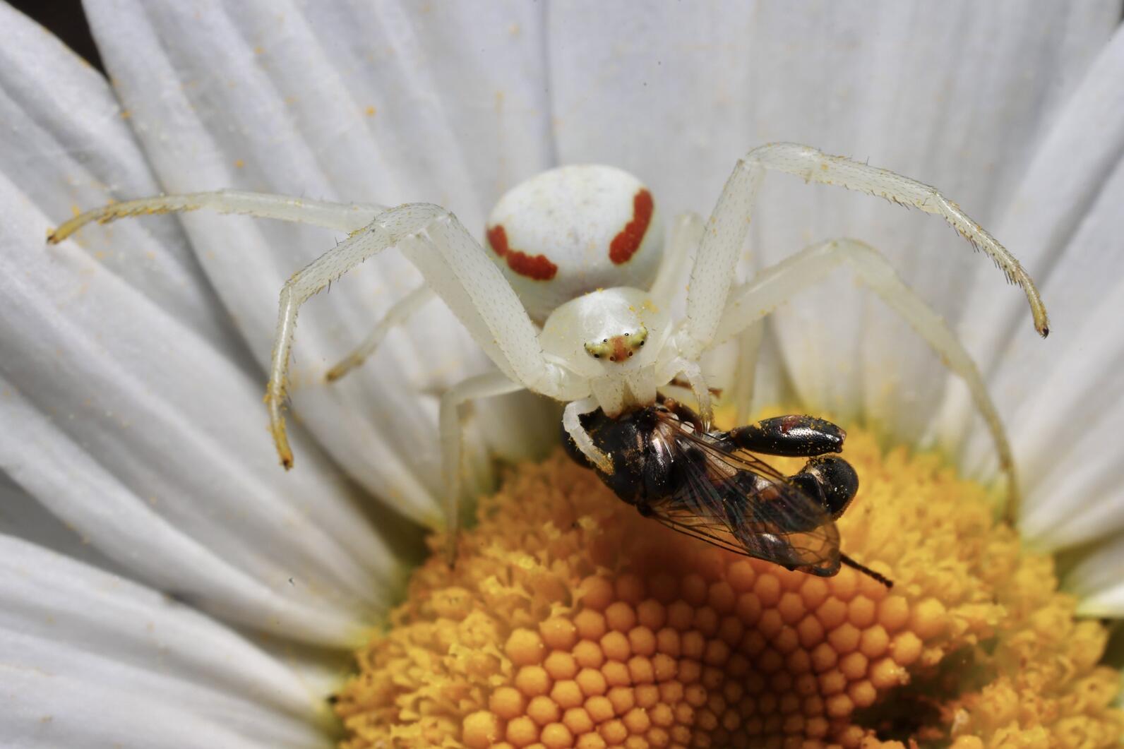 Goldenrod spider blending in with its surrounding