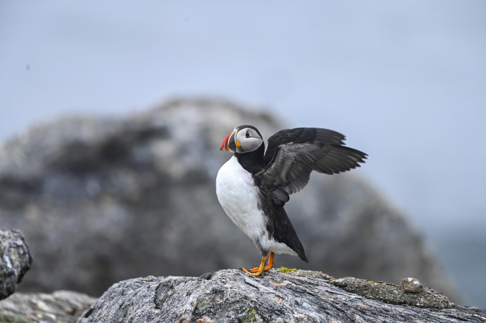 Atlantic Puffin stretching on Eastern Egg Rock Island