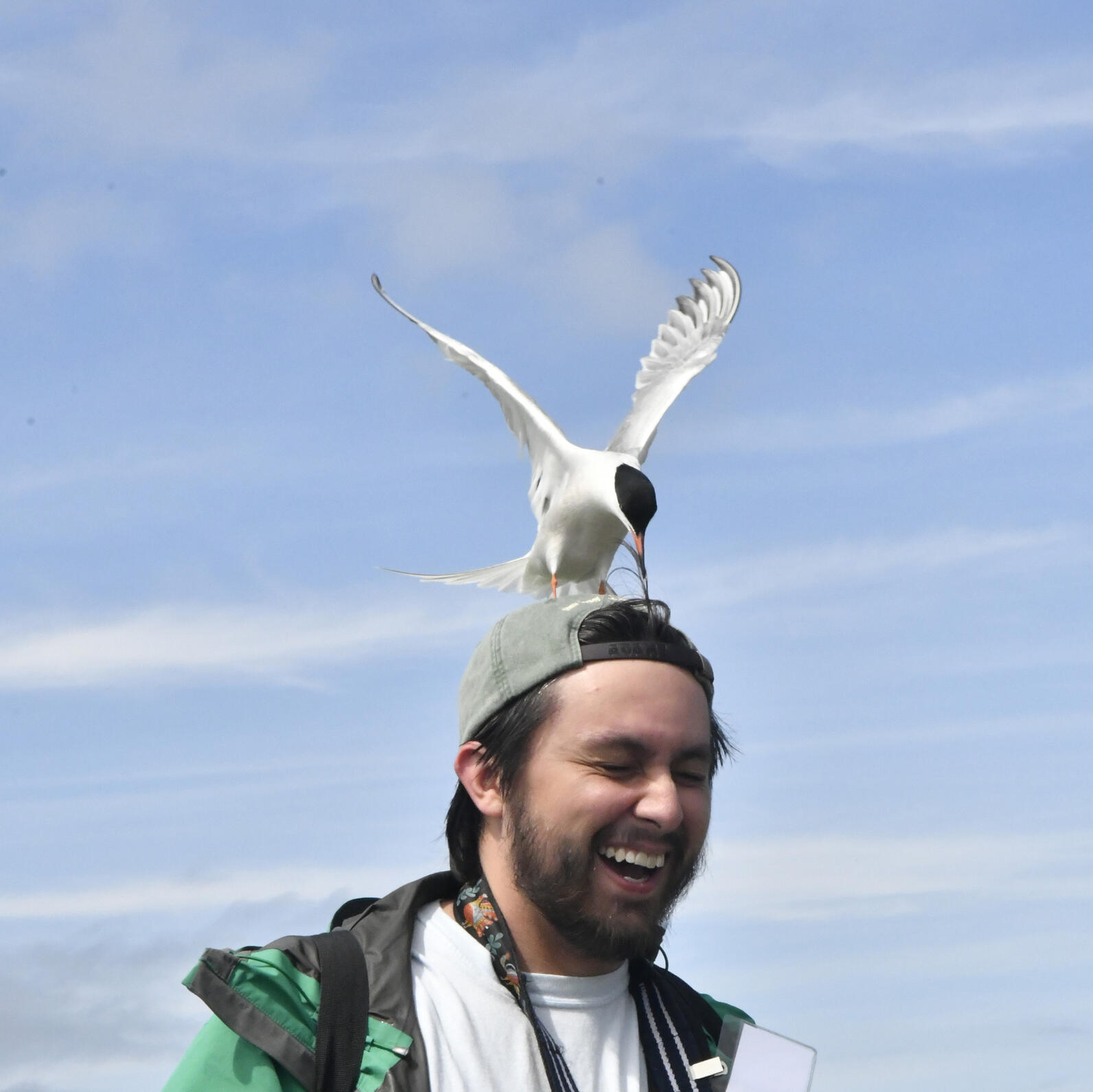A Common Tern uses this camper's hat as a landing pad.