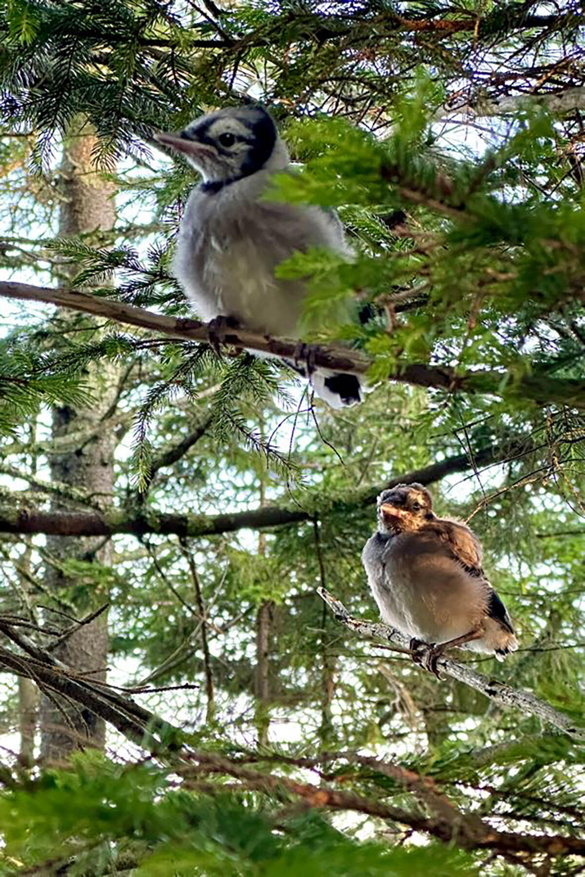 Baby Blue Jays Baby Blue Jays