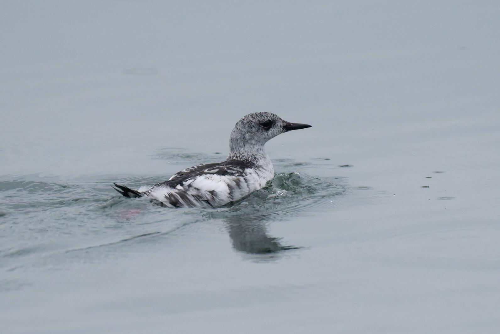 Black Guillemot