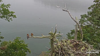 Hog Island Cedar Waxwings pair Hog Island Cedar Waxwings pair