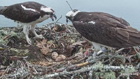 Ospreys Dory and Skiff pre-hatch