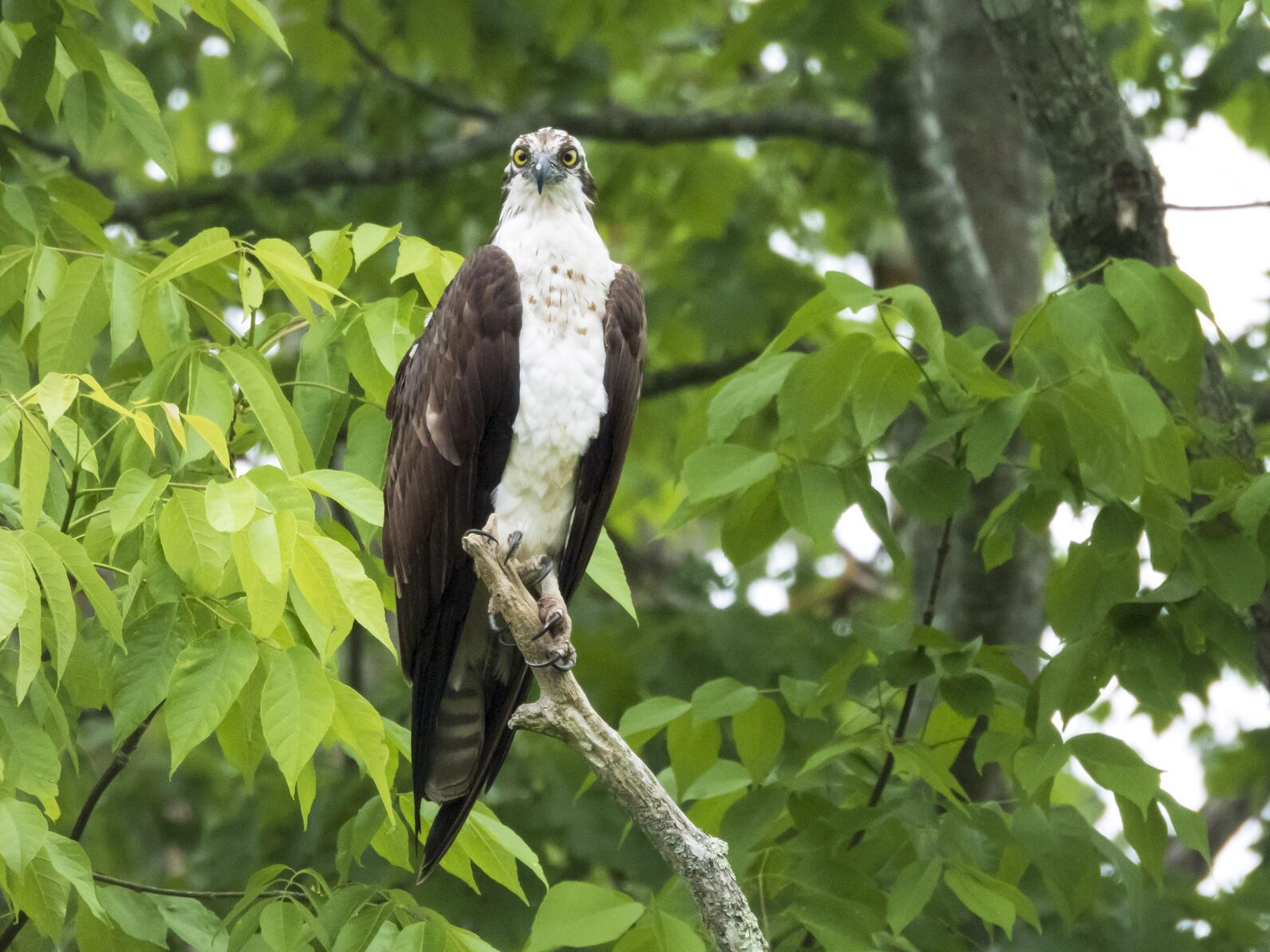 An osprey on alert on its perch