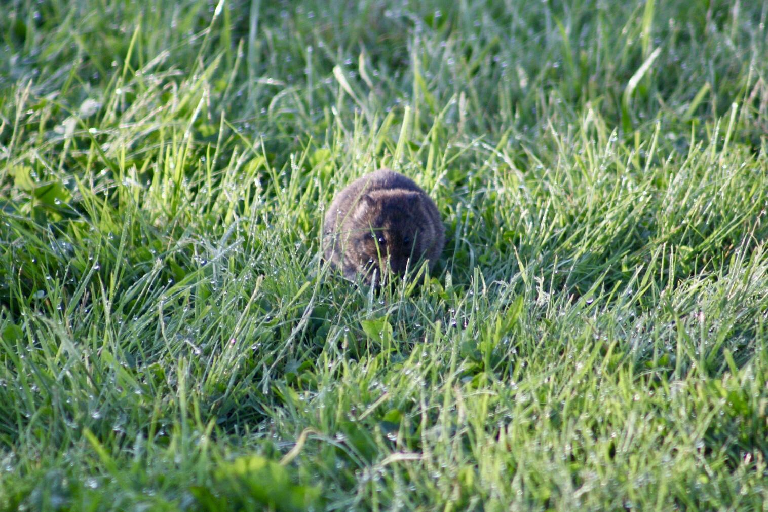 Eastern Meadow Vole Eastern Meadow Vole