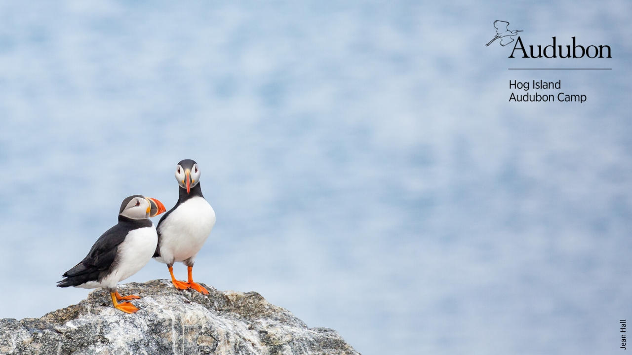 Tufted Puffin, Online Learning Center