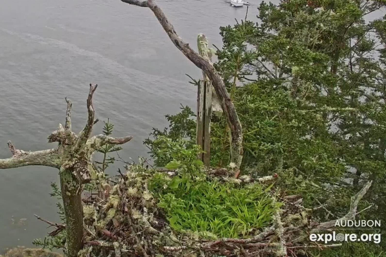 Hog Island Nest Foliage