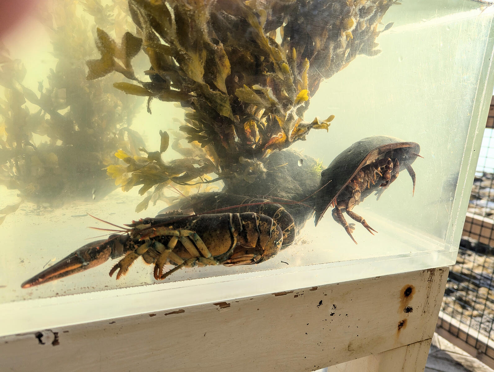 A Horseshoe Crab and Lobster in the Hog Island touch tank. A Horseshoe Crab and Lobster in the Hog Island touch tank.