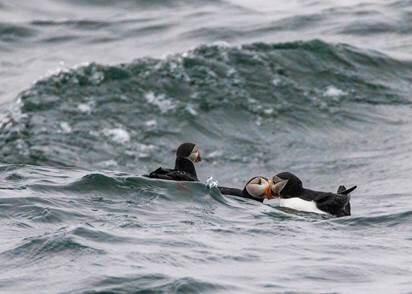 Atlantic Puffins floating in the surf off of Eastern Egg Rock