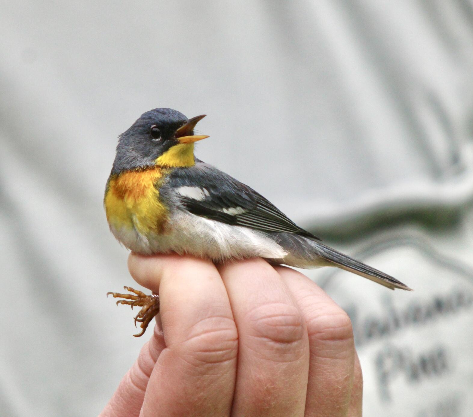 A Northern Parula about to be banded oh Hog Island. A Northern Parula about to be banded oh Hog Island.