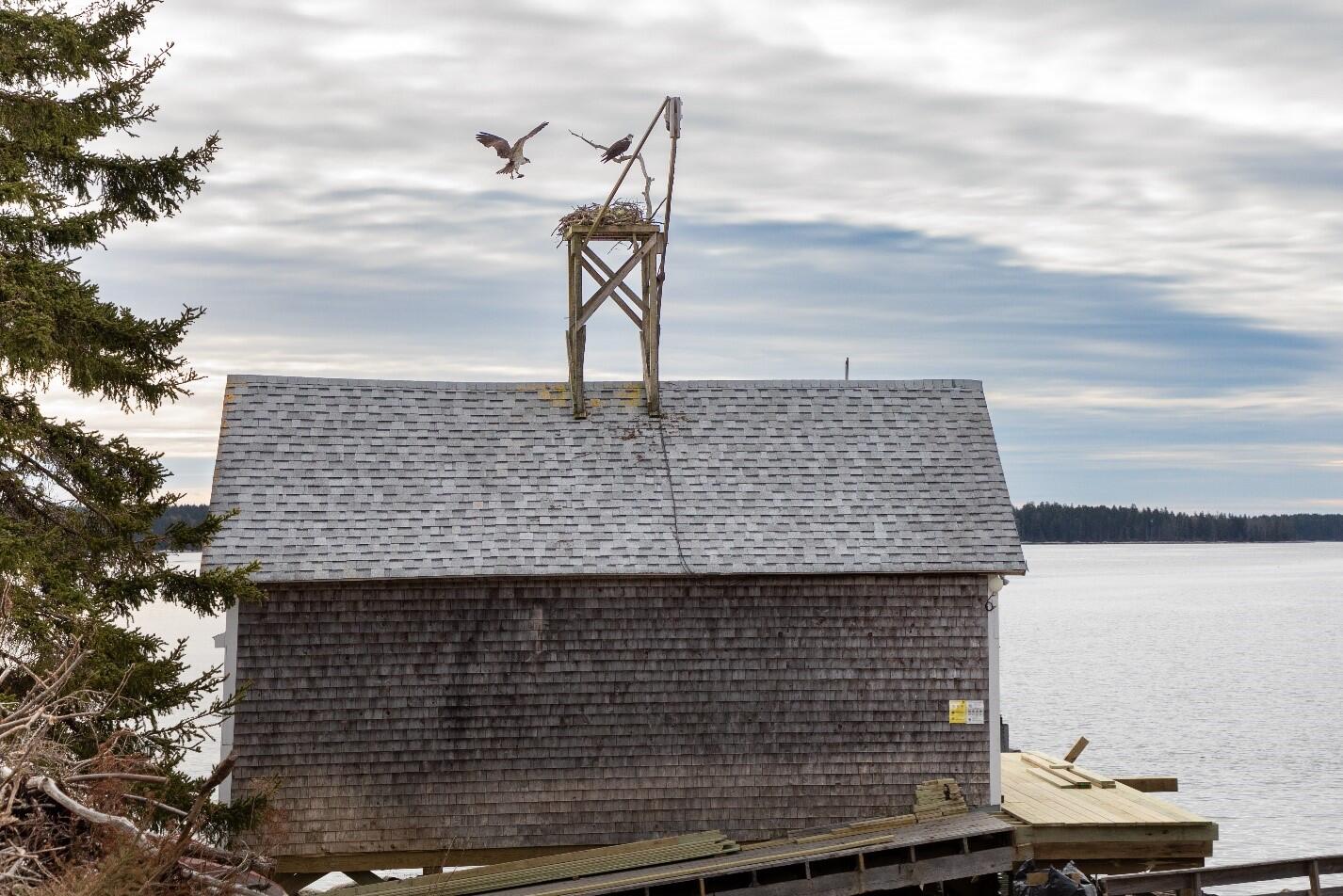 Dory and Skiff with Boat House Nest