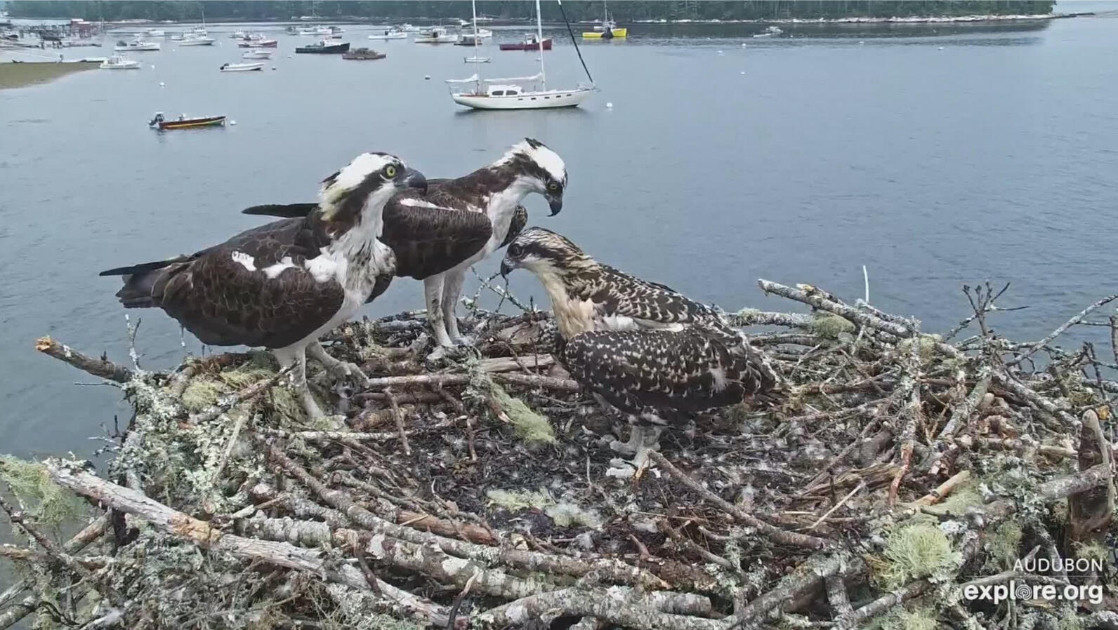 Skipper The Osprey Chick by explore.org