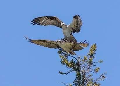 Hog Island Osprey Pair on Long Cove